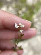 Image of Torilis arvensis subsp. recta Jury