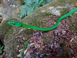 Image of Leptophis ahaetulla praestans (Cope 1868)