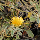 Imagem de Abutilon indicum subsp. indicum