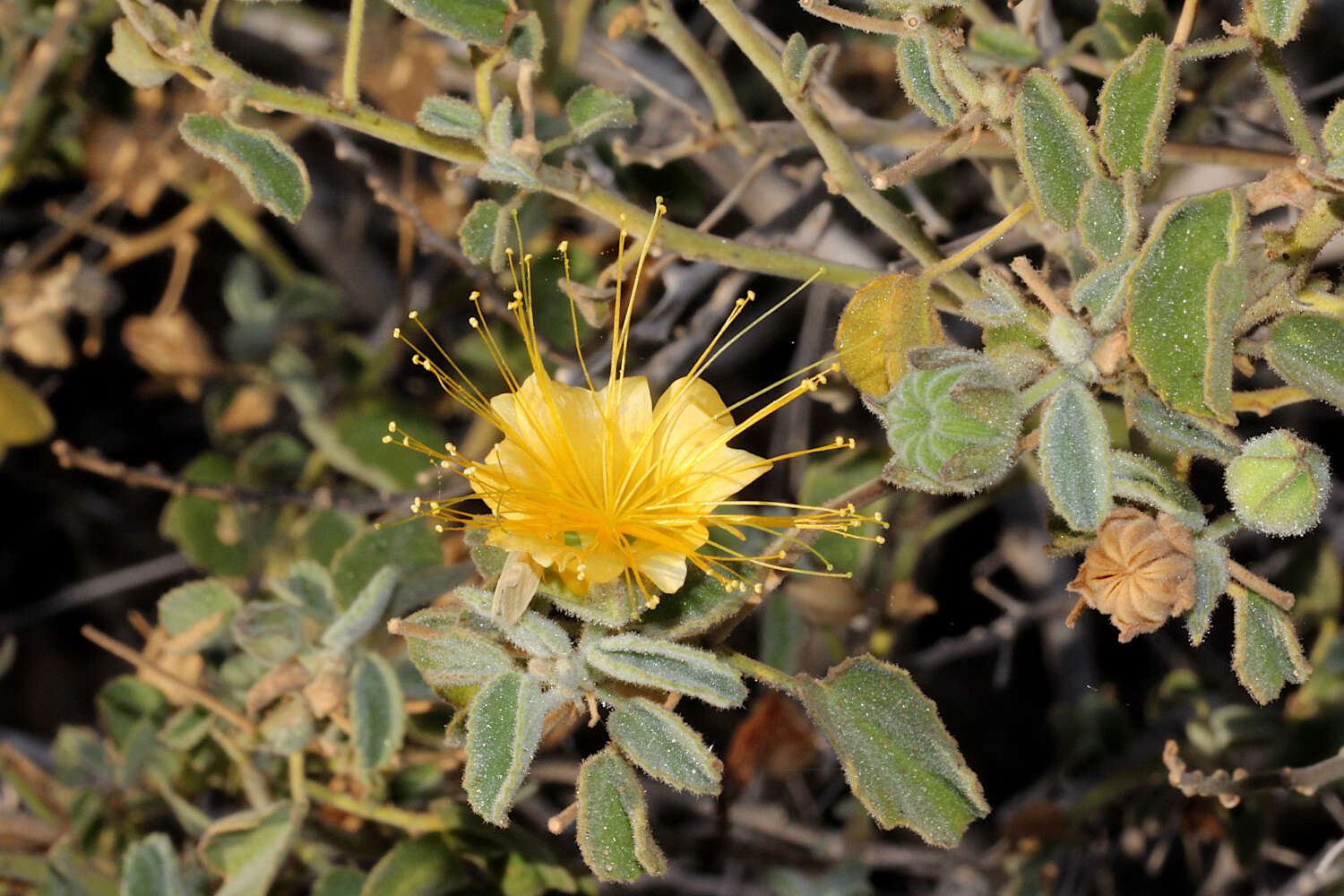 Imagem de Abutilon indicum subsp. indicum