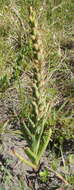 Image of African weed-orchid