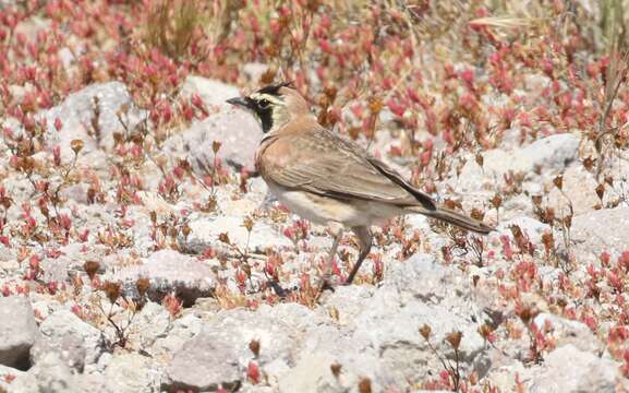 صورة Eremophila alpestris insularis (Dwight 1890)