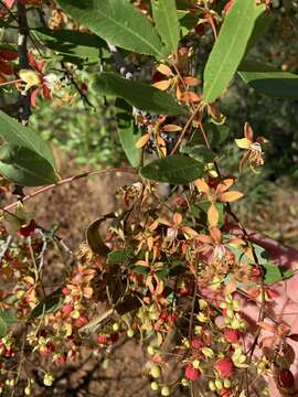 Sivun Cassia brewsteri F. Muell. kuva