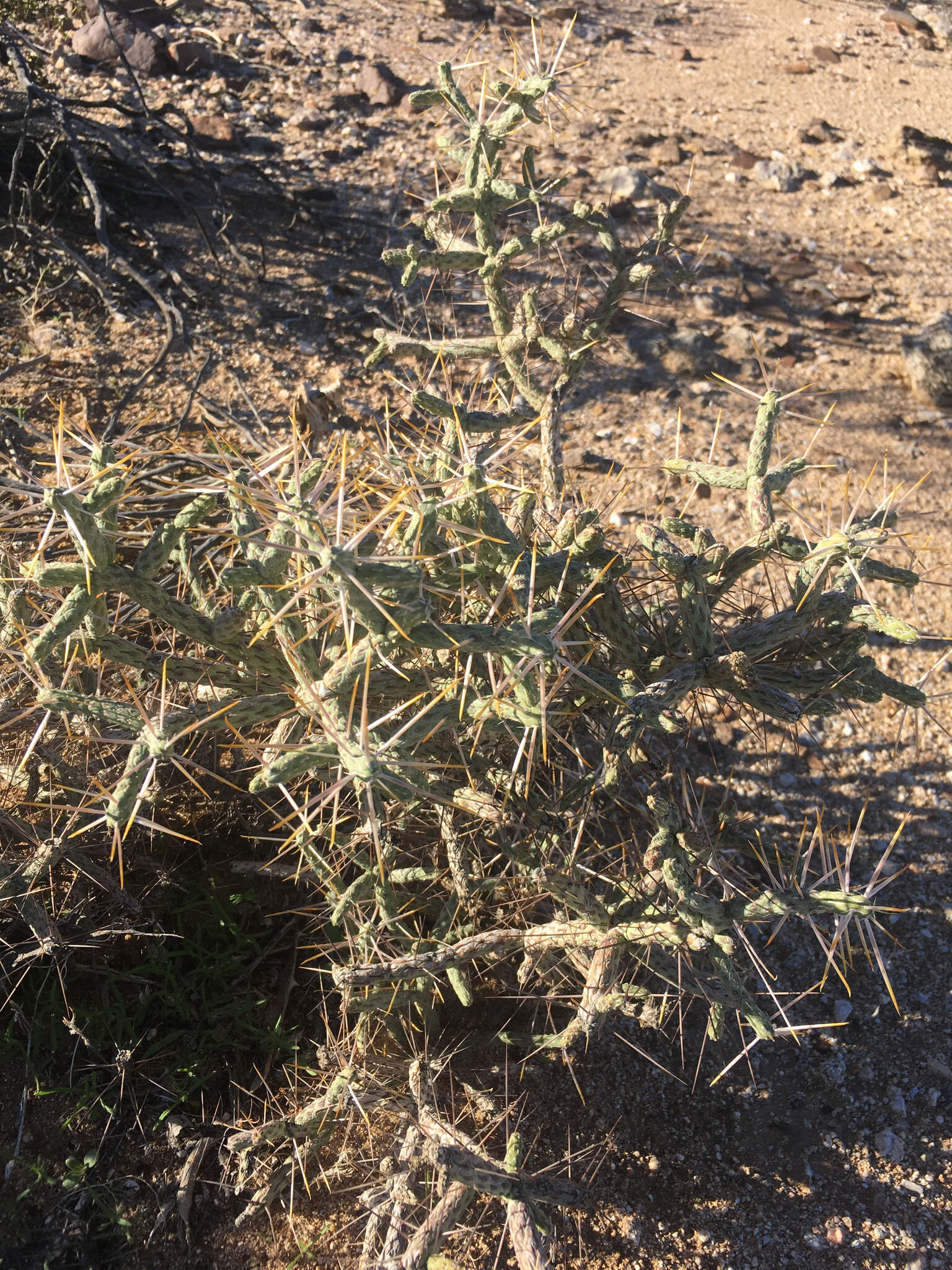 Image of branched pencil cholla