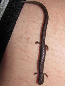 Image of San Simeon Slender Salamander