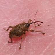 Image of Acorn weevil