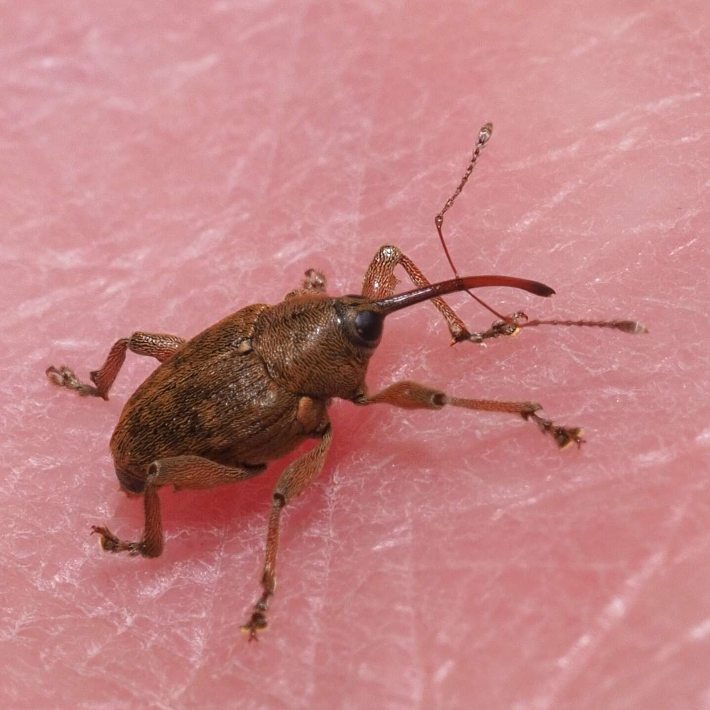 Image of Acorn weevil