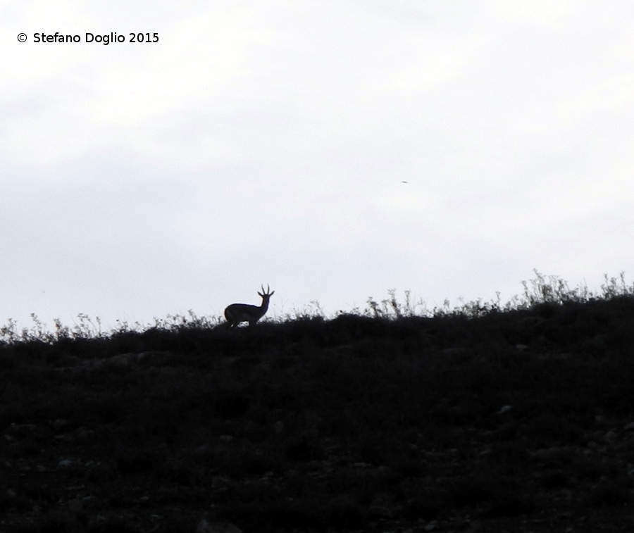 Image of Mountain Gazelle