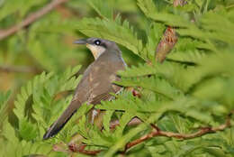 Image of Dark-billed Cuckoo