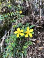 Image of Hypericum geminiflorum subsp. simplicistylum (Hayata) N. K. B. Robson