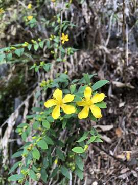 صورة Hypericum geminiflorum Hemsl.