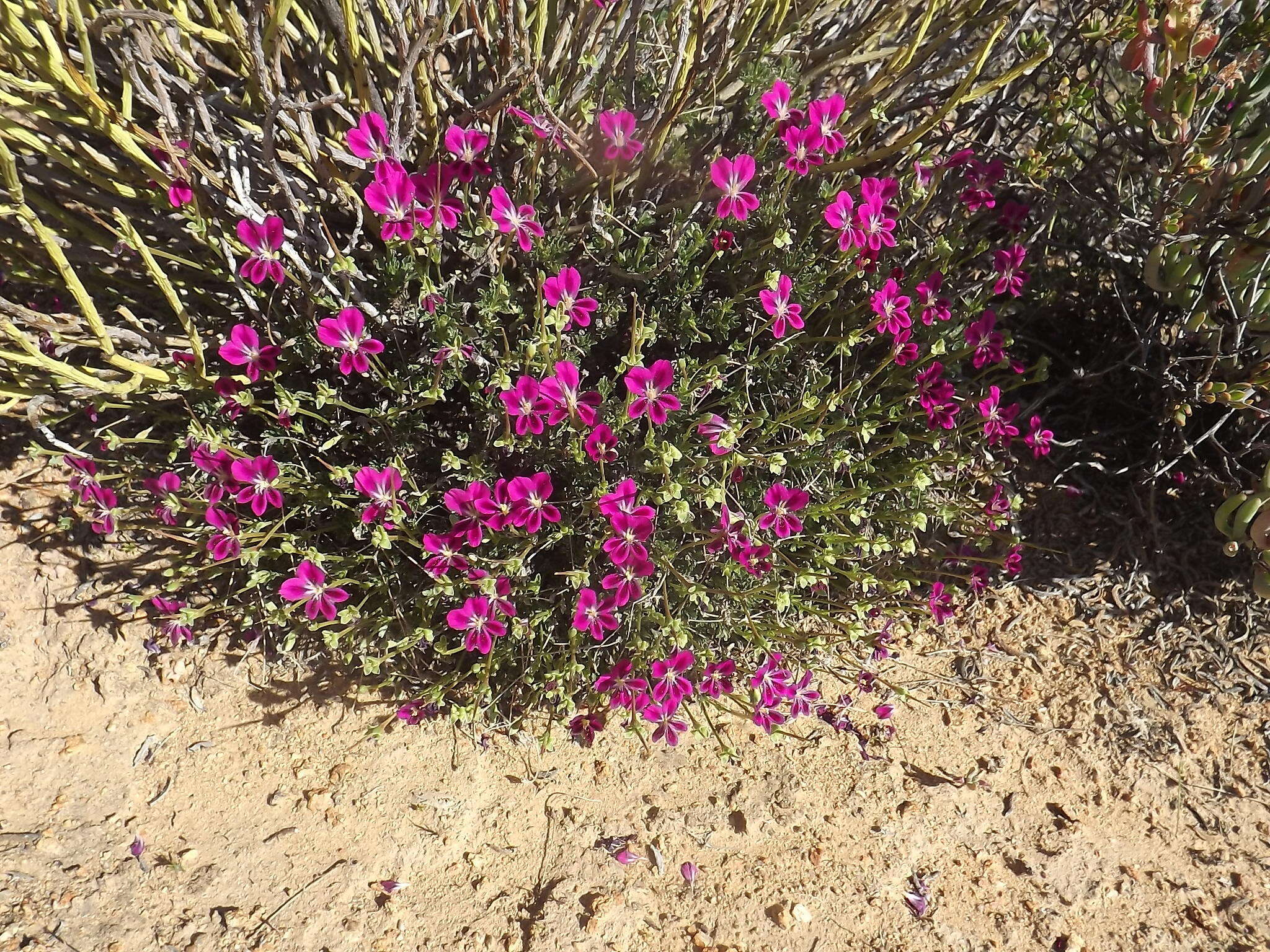 Image of Pelargonium sericifolium J. J. A. Van der Walt