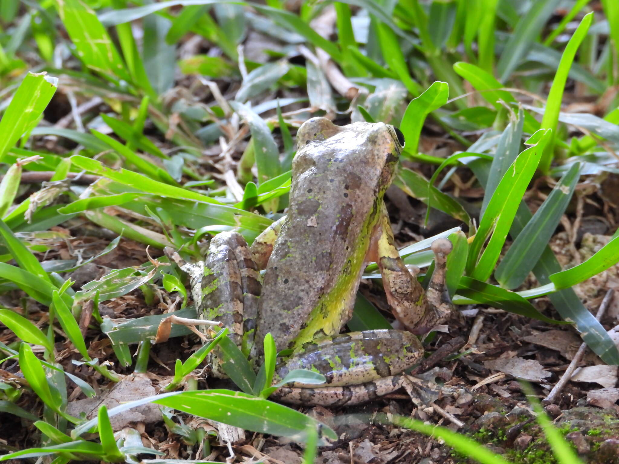 Image of Porthole Treefrog