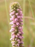 Image of Erica alopecurus var. alopecurus