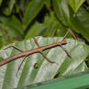 Image of Lonchodes brevipes Gray & G. R. 1835