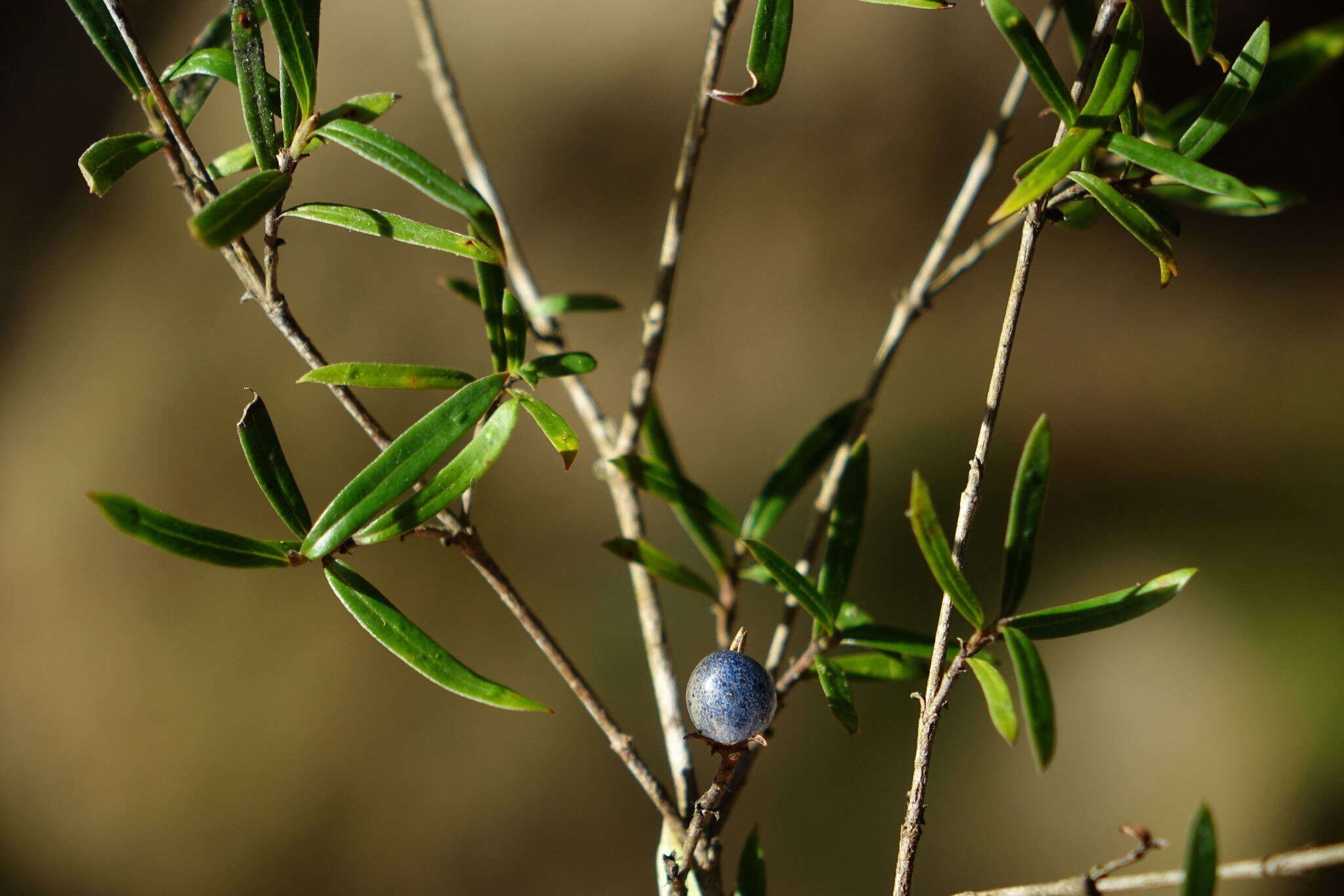 Image of Coprosma linariifolia (Hook. fil.) Hook. fil.