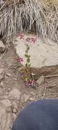 Image of Calceolaria purpurea R. Grah.