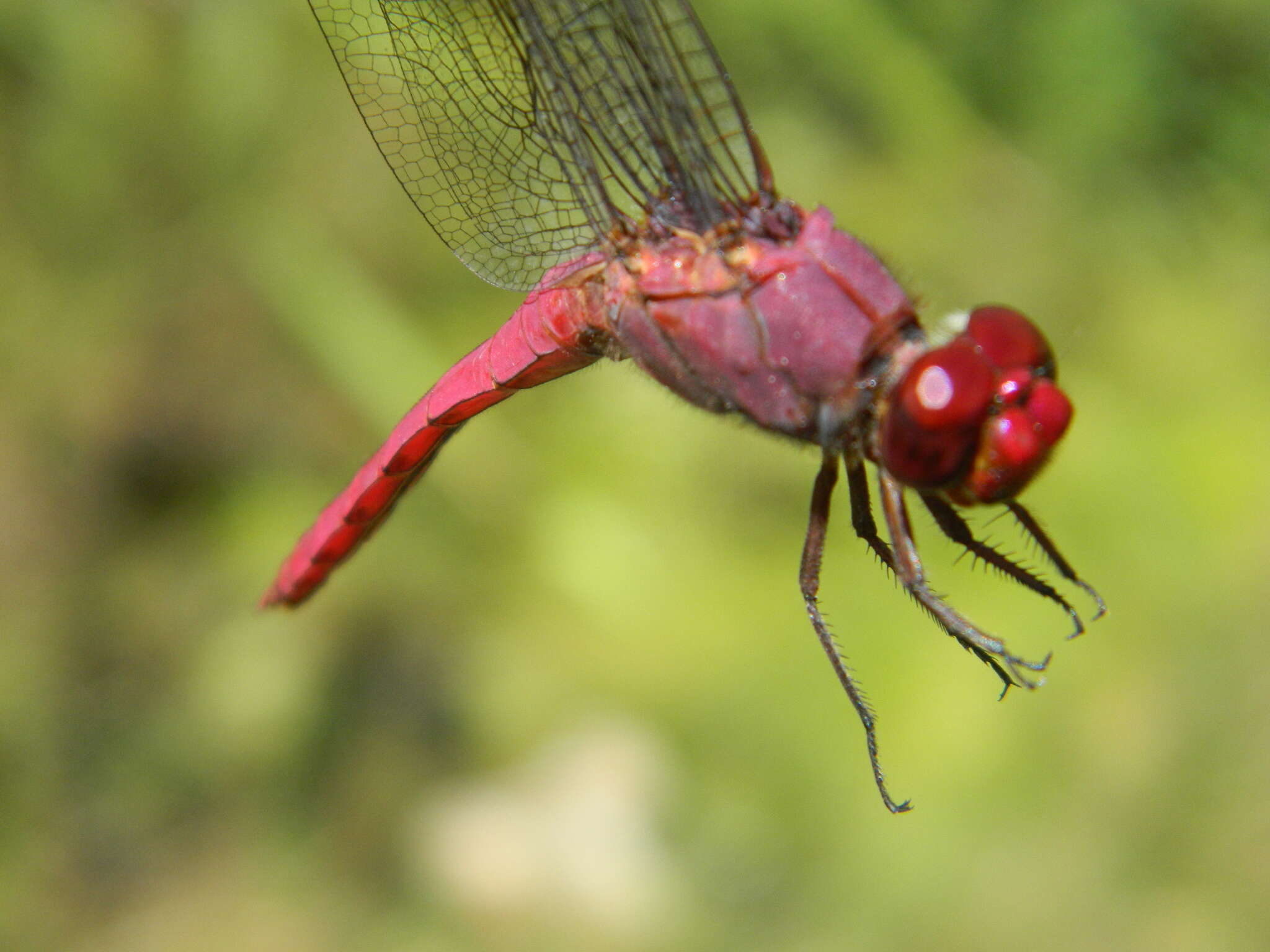 Image of Orthemis macrostigma (Rambur 1842)