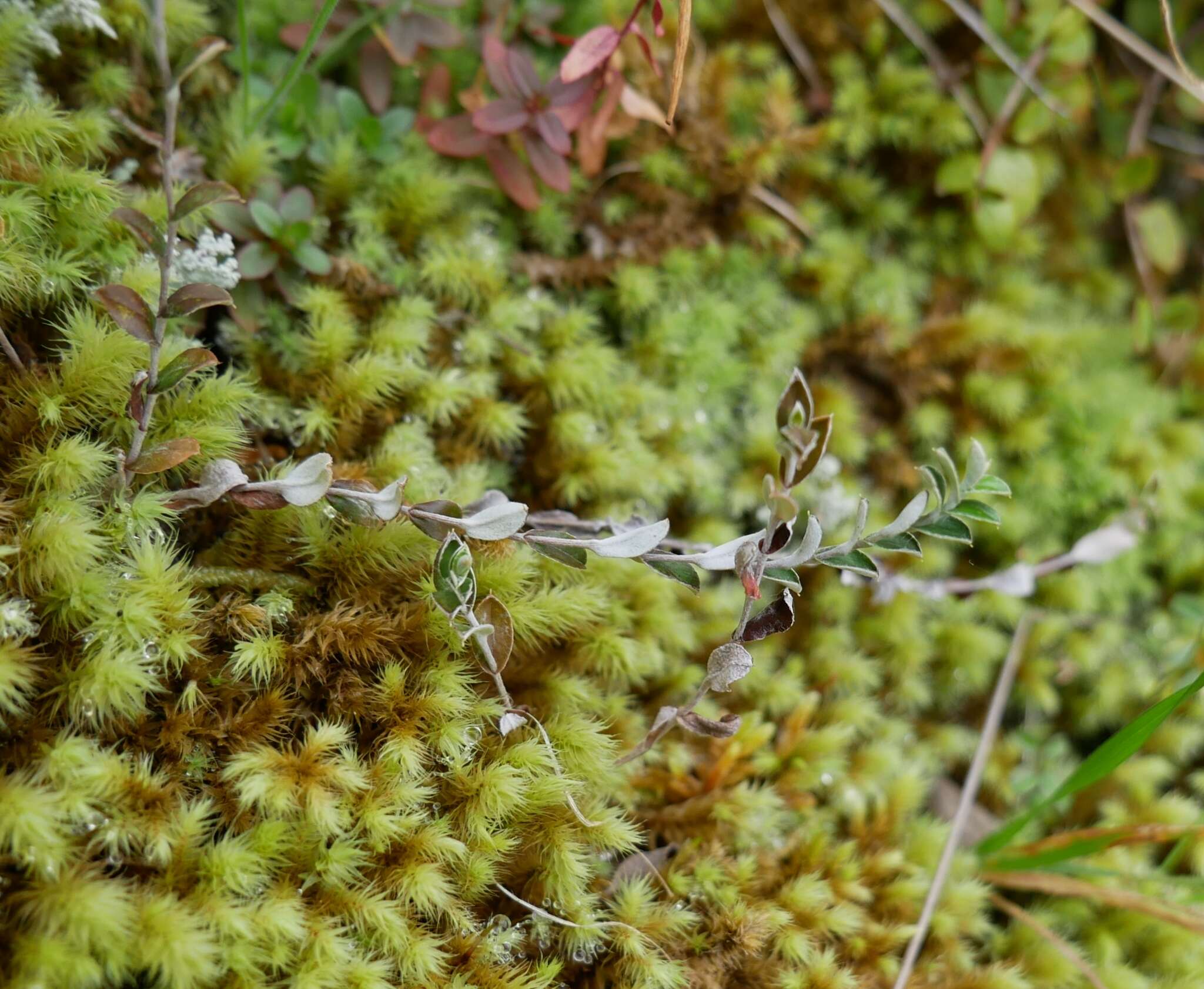 Image de Helichrysum filicaule Hook. fil.