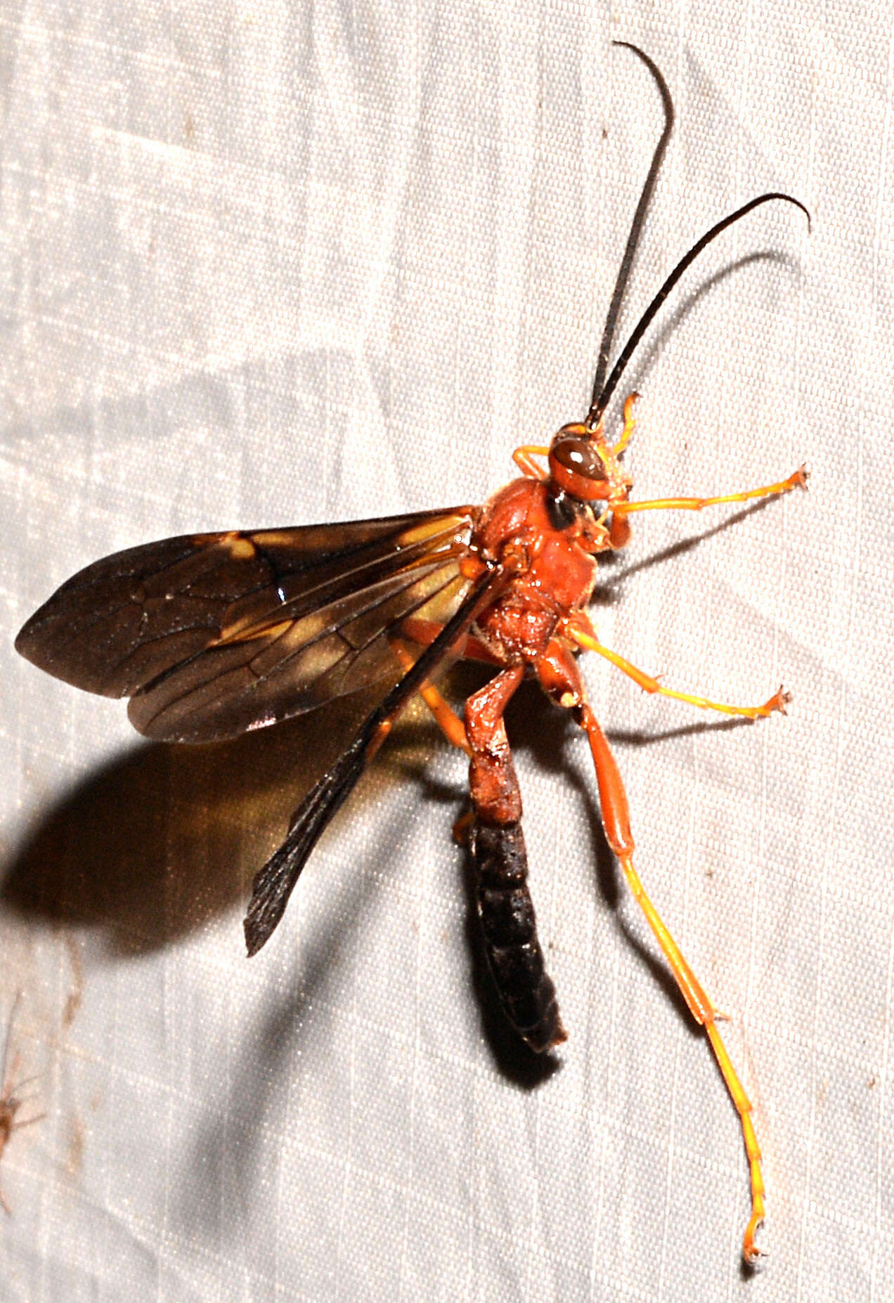 Image of Tmetogaster nubilipennis (Haldeman 1846)