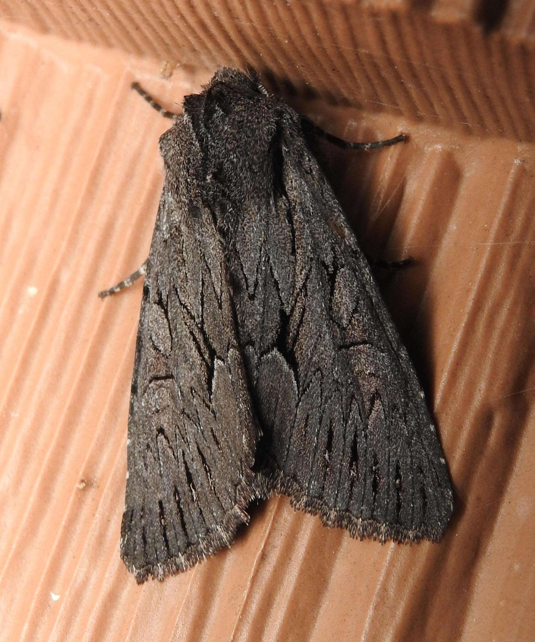 Image of Dark Grey Fishia Moth