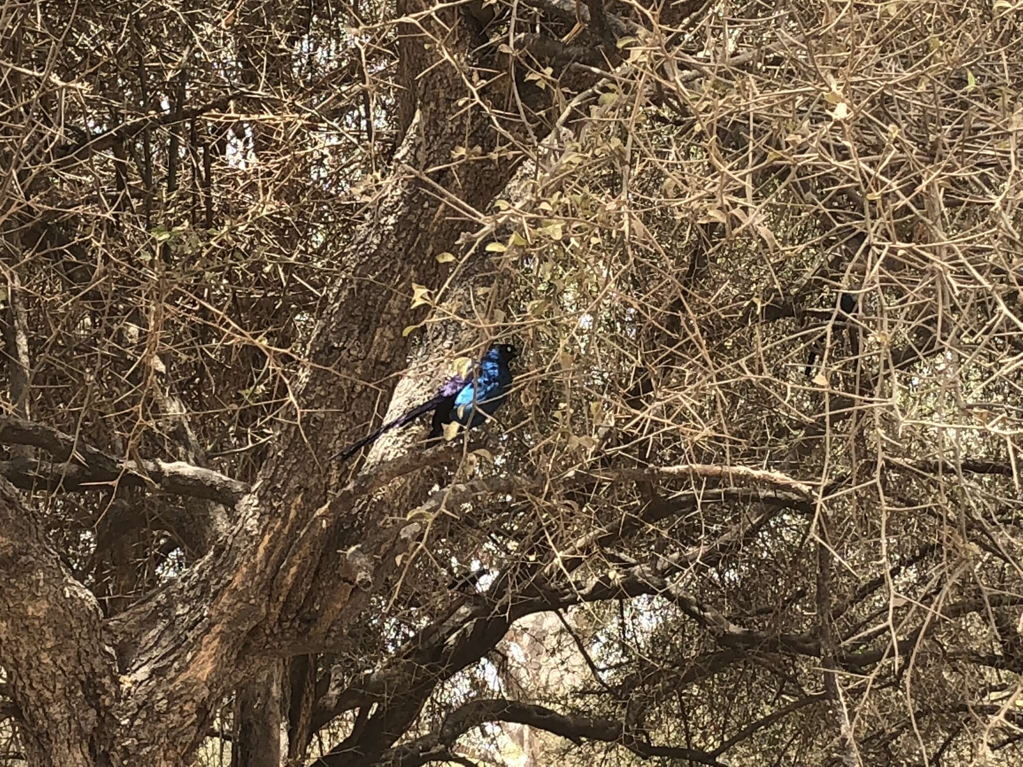 Image of Long-tailed Glossy Starling