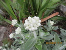 Helichrysum fruticans (L.) D. Don resmi