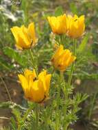 Image of Adonis dentata Delile