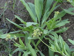 Plancia ëd Andersonglossum occidentale (A. Gray) J. I. Cohen