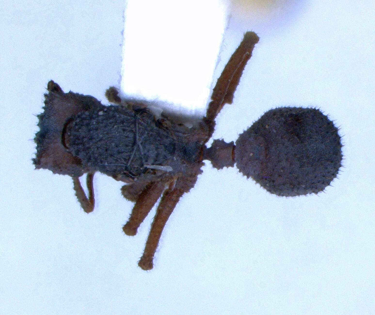 Image of Mycetomoellerius