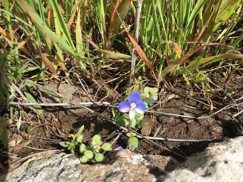 Image of Veronica syriaca Roem. & Schult.