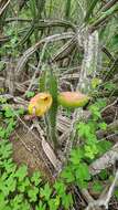 Image of Praecereus euchlorus subsp. diffusus (Britton & Rose) N. P. Taylor