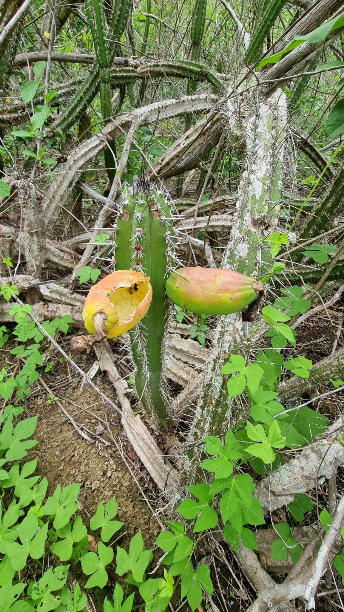 Image of Praecereus euchlorus subsp. diffusus (Britton & Rose) N. P. Taylor