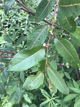 Image de Salix pseudomonticola Ball