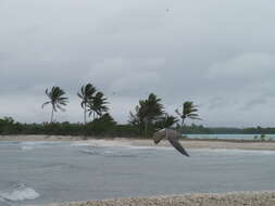 Image of Gray-backed Tern