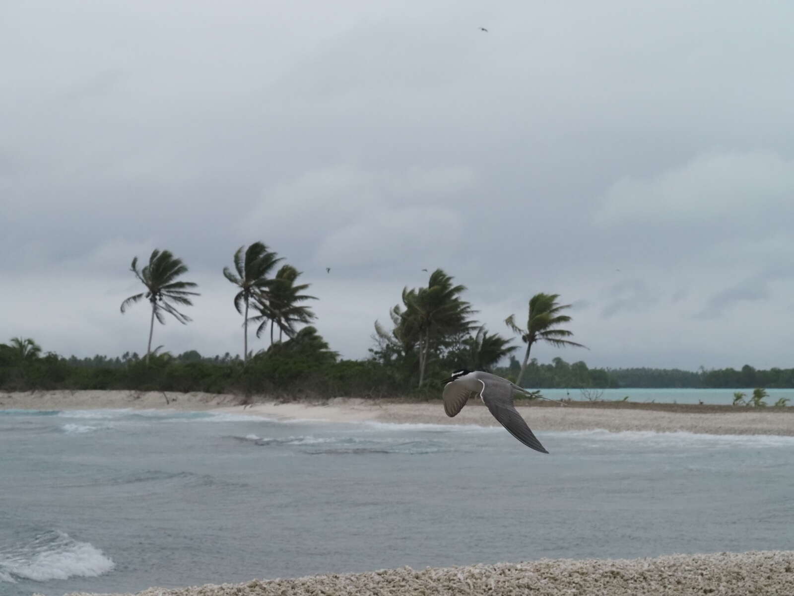 Image de Sterne à dos gris