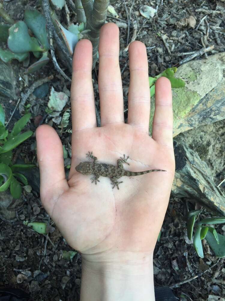 Image of Pachydactylus kladaroderma Branch, Bauer & Good 1996