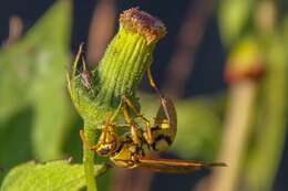 Image of Polistes diabolicus de Saussure 1853