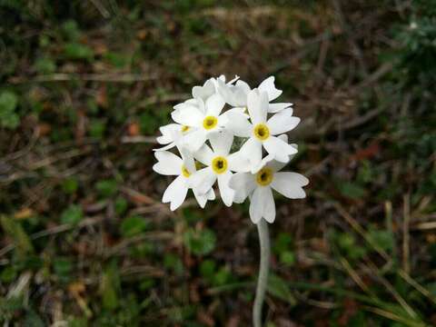 Image of Primula magellanica Lehm.