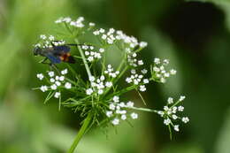 Imagem de Anoplius americanus americanus (Palisot de Beauvois 1811)