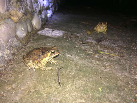 Image of asian black spotted toad