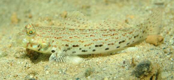 صورة Istigobius ornatus (Rüppell 1830)