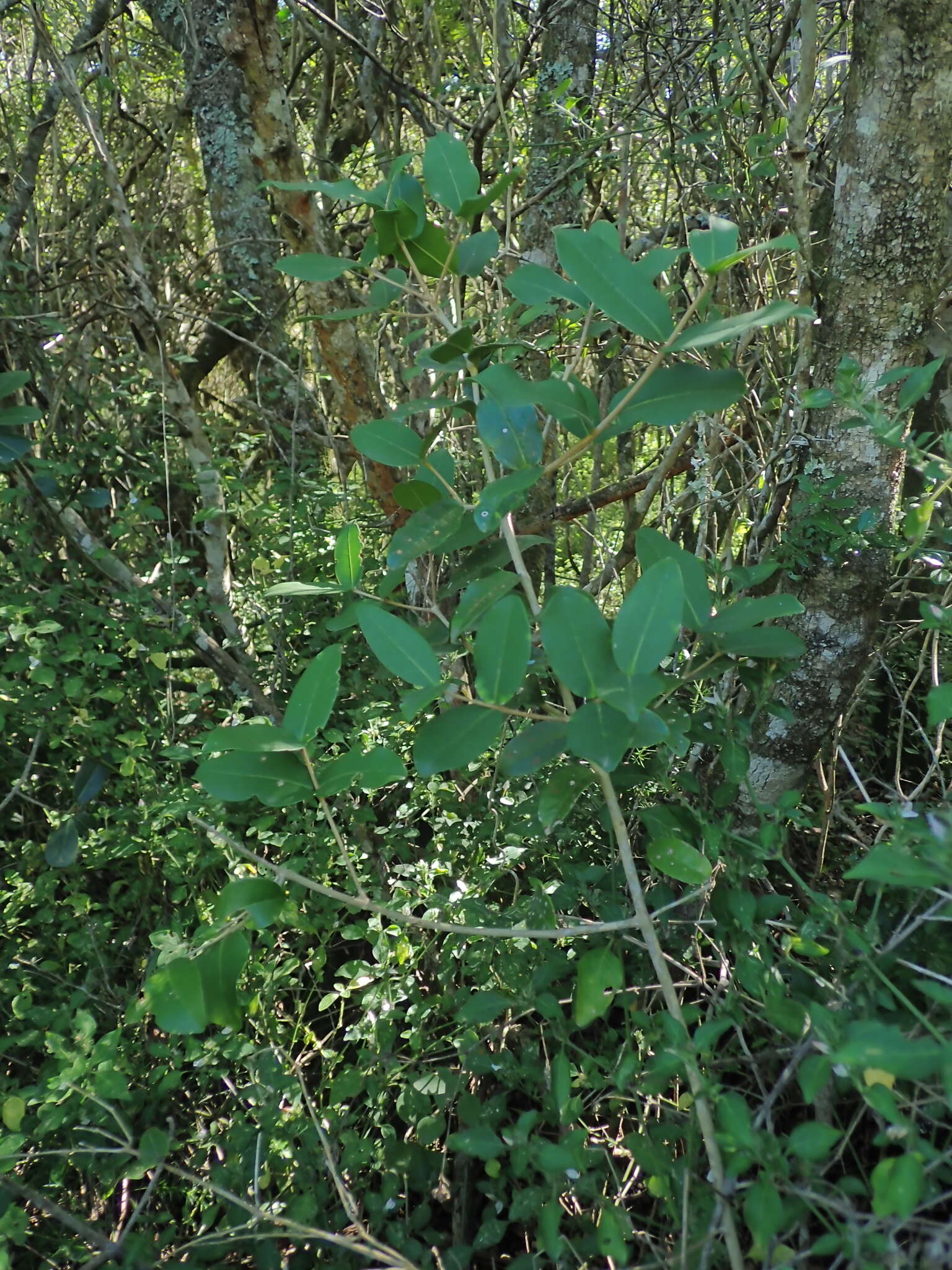 Image of Noronhia foveolata subsp. tomentella (I. Verd.) Hong-Wa & Besnard