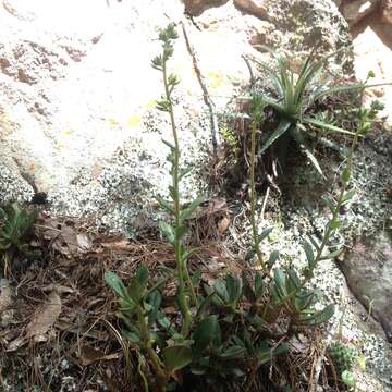 Image of Echeveria nodulosa (Bak.) Otto