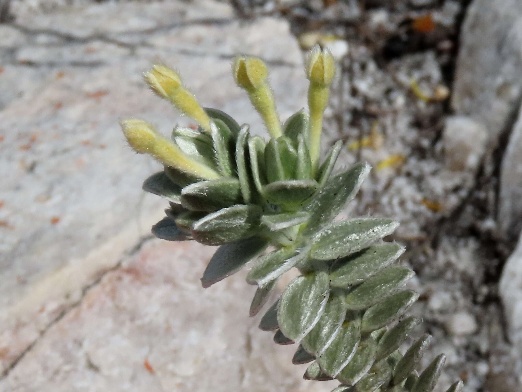 Image of Gnidia imbricata L. fil.