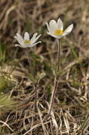 Image of Pulsatilla alpina subsp. alpina