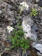 Achillea atrata L. resmi