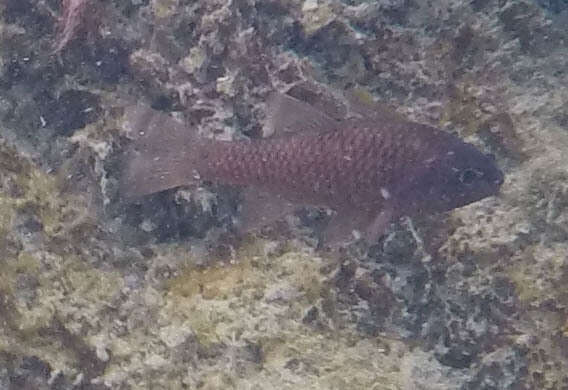 Image of Iridescent cardinalfish