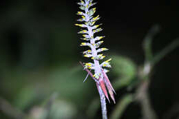 Слика од Aechmea angustifolia Poepp. & Endl.