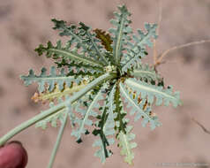 Image of sowthistle desertdandelion